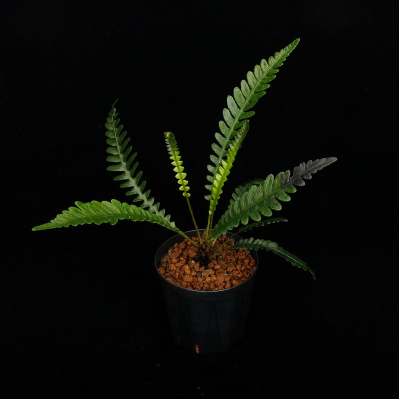 Blechnum obtusatum var. obtusatum��[ �֥쥯�ʥࡦ���֥ĥ����� var. ���֥ĥ����� ]���� PN251123-03 ��