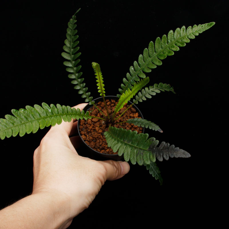 Blechnum obtusatum var. obtusatum��[ �֥쥯�ʥࡦ���֥ĥ����� var. ���֥ĥ����� ]���� PN251123-03 ��