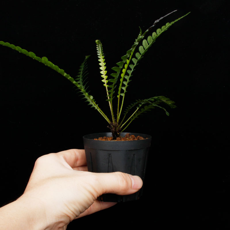 Blechnum obtusatum var. obtusatum��[ �֥쥯�ʥࡦ���֥ĥ����� var. ���֥ĥ����� ]���� PN251123-03 ��