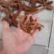 Drift Wood / �ɥ�եȥ��å� �� �ޥ󥰥����� / SSS / 1�� �� [ �ѥ���ꥦ�ࡢ�����ꥦ��Υ쥤�����Ȥ˺�Ŭ��ή�� ]