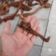 Drift Wood / �ɥ�եȥ��å� �� �ޥ󥰥����� / SSS / 1�� �� [ �ѥ���ꥦ�ࡢ�����ꥦ��Υ쥤�����Ȥ˺�Ŭ��ή�� ]