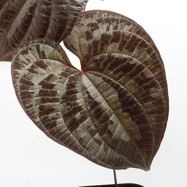 Dioscorea dodecaneura [ ǥ쥢ɥǥͥ ] PN210704-04 