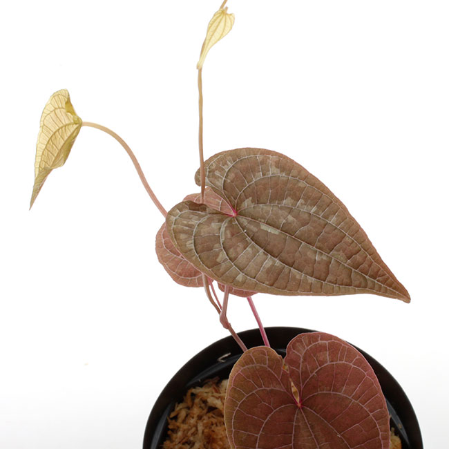 Dioscorea dodecaneura [ ǥ쥢ɥǥͥ ] PN210704-04 