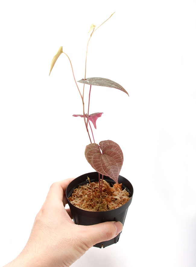 Dioscorea dodecaneura [ ǥ쥢ɥǥͥ ] PN210704-04 