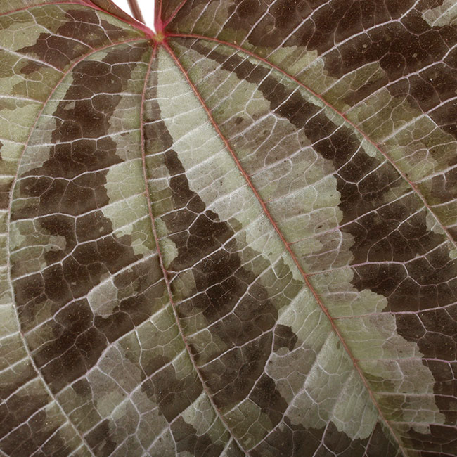 Dioscorea dodecaneura [ ǥ쥢ɥǥͥ ] PN210704-04 