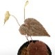 Dioscorea dodecaneura [ ǥ쥢ɥǥͥ ] PN210704-04 
