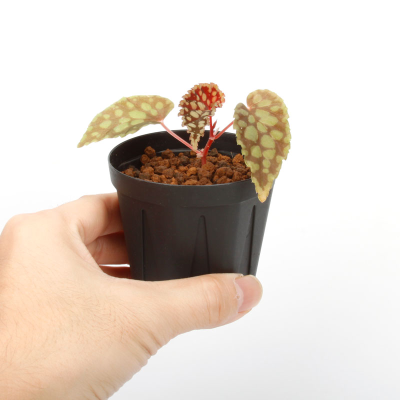 Begonia chlorosticta[ ٥˥ƥ ]1ݥå