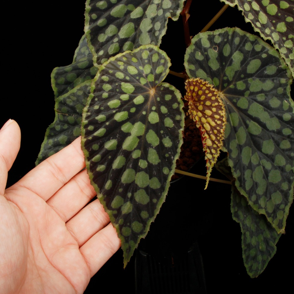 Begonia chlorosticta[ ٥˥ƥ ]1ݥå