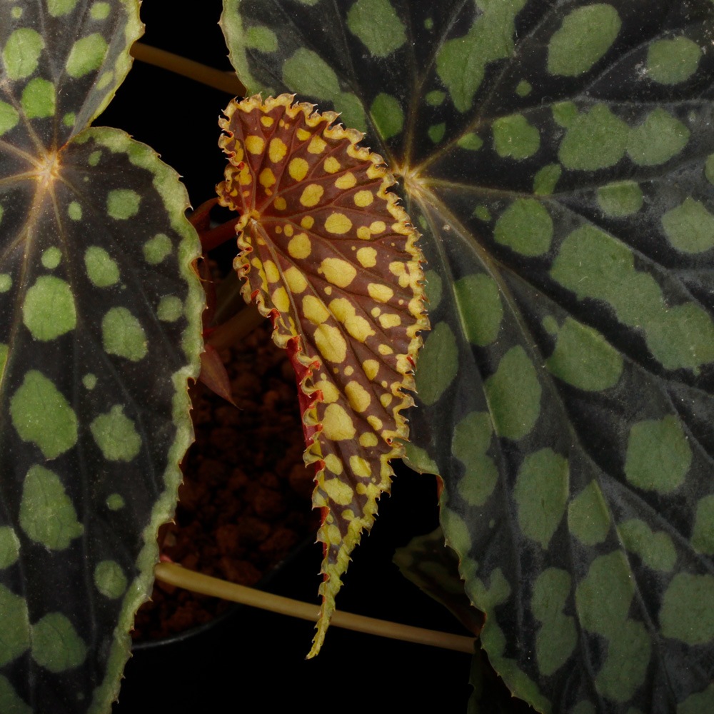 Begonia chlorosticta[ ٥˥ƥ ]1ݥå