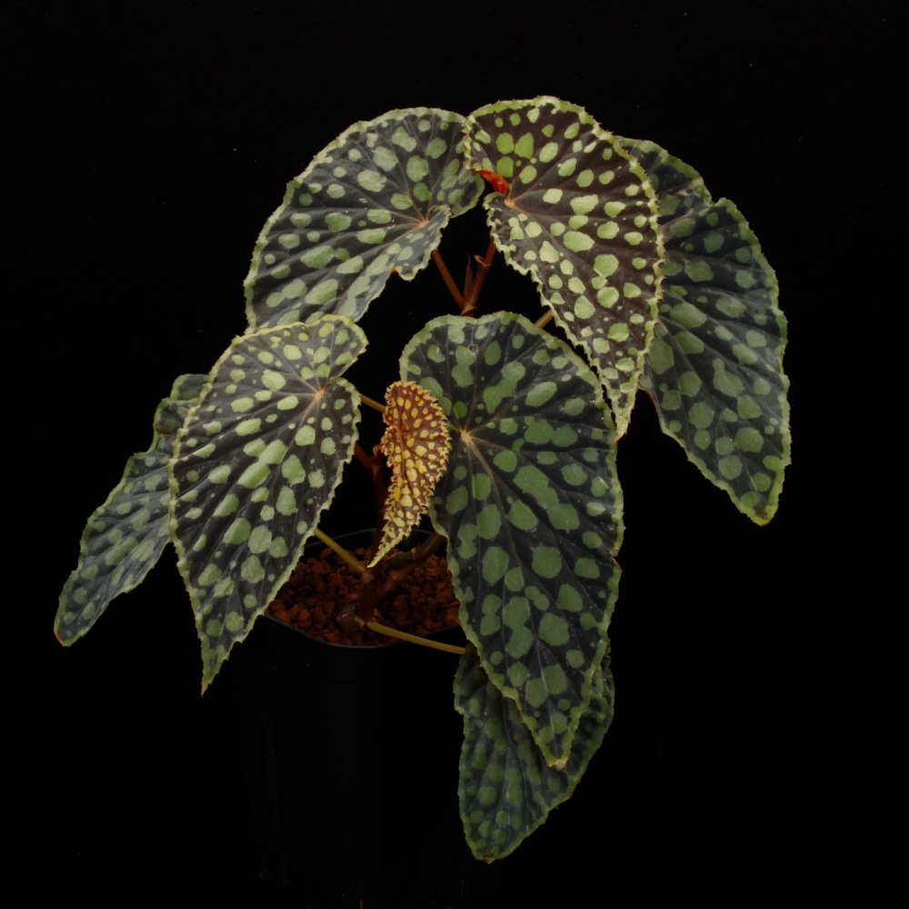 Begonia chlorosticta[ ٥˥ƥ ]1ݥå