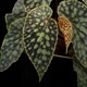 Begonia chlorosticta[ ٥˥ƥ ]1ݥå