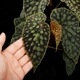 Begonia chlorosticta[ ٥˥ƥ ]1ݥå