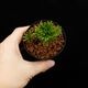 Selaginella pulvinata[ 饸ͥ顦ץӥʡ ] PN250626-05 