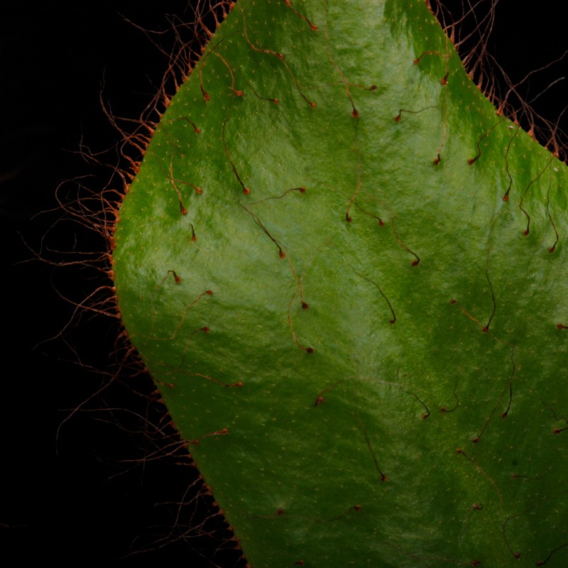Elaphoglossum crinitum��[ ����ե������å��ࡦ����˥ĥ� ]���� PN251201-01 ��
