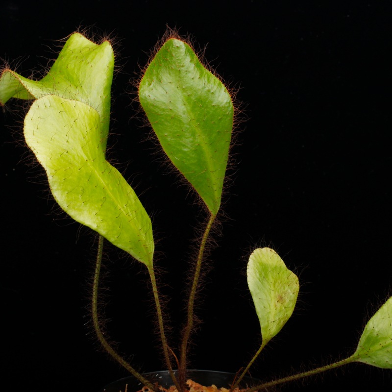 Elaphoglossum crinitum��[ ����ե������å��ࡦ����˥ĥ� ]���� PN251201-01 ��