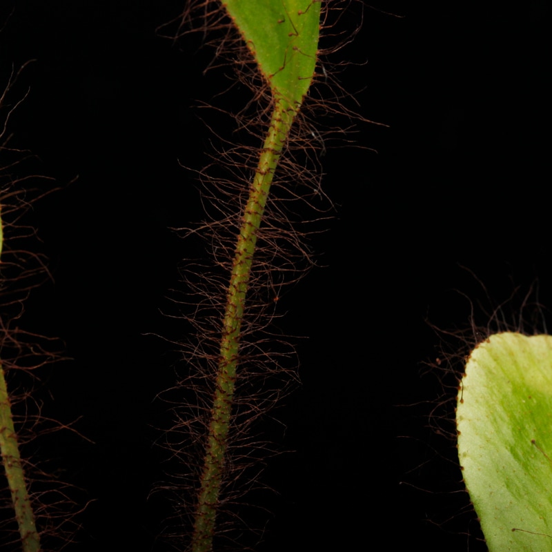 Elaphoglossum crinitum��[ ����ե������å��ࡦ����˥ĥ� ]���� PN251201-01 ��