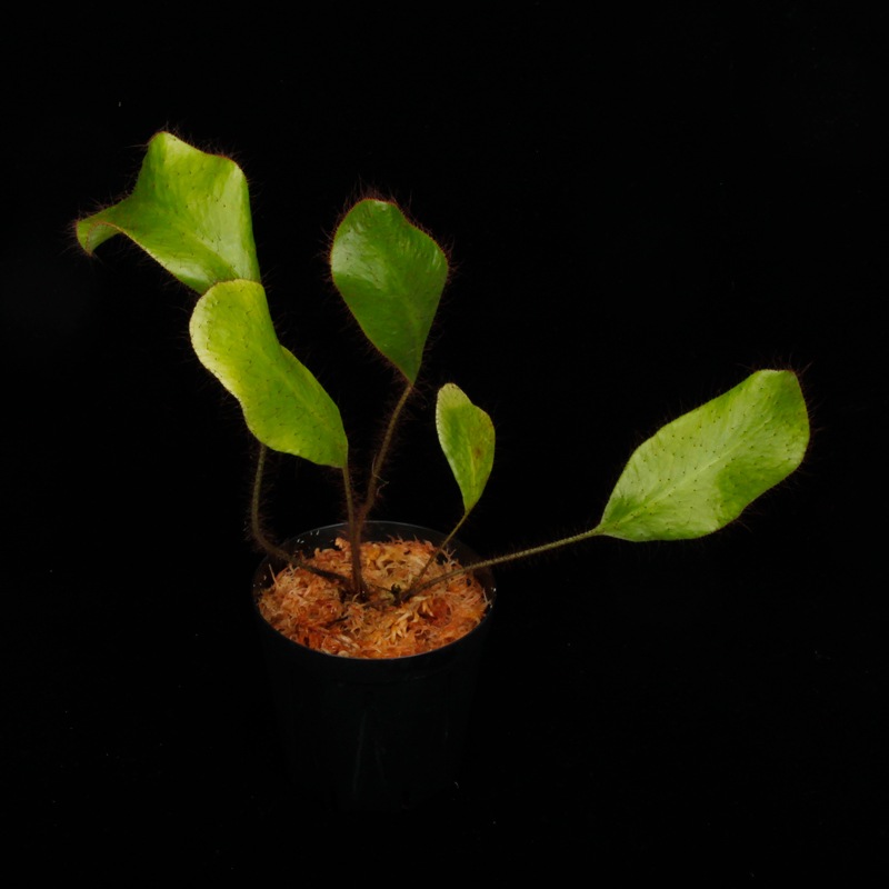 Elaphoglossum crinitum��[ ����ե������å��ࡦ����˥ĥ� ]���� PN251201-01 ��