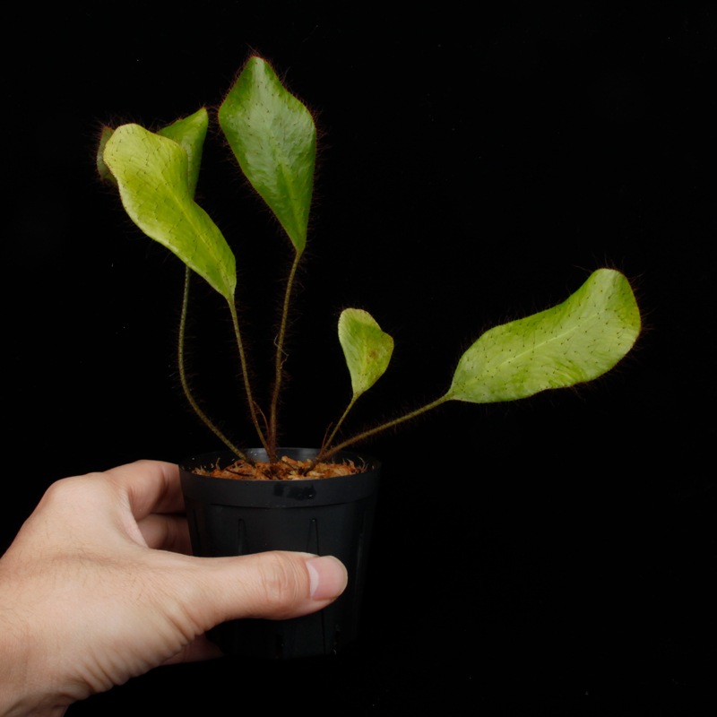 Elaphoglossum crinitum��[ ����ե������å��ࡦ����˥ĥ� ]���� PN251201-01 ��