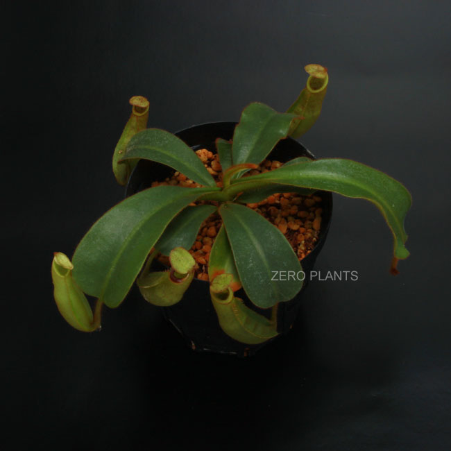 Nepenthes veitchii 