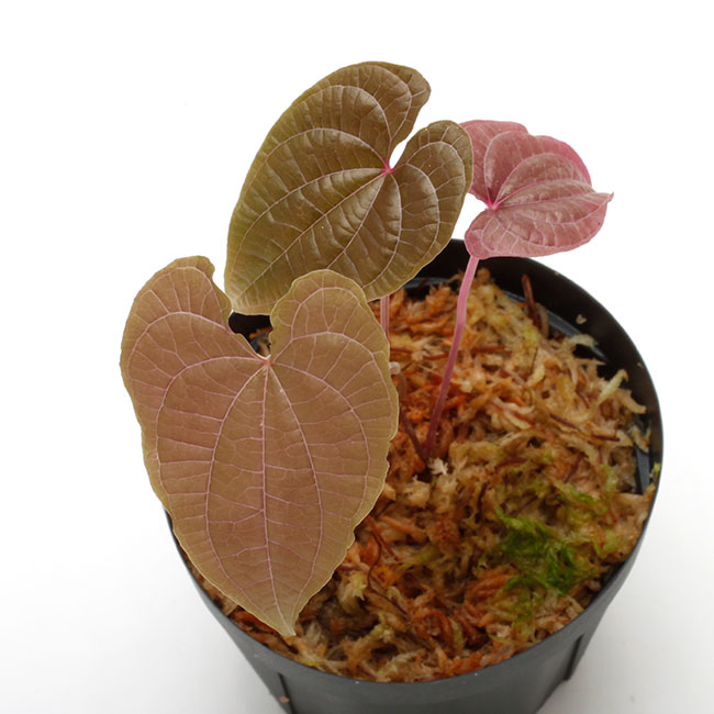 Dioscorea dodecaneura [ ǥ쥢ɥǥͥ ] PN210704-06 