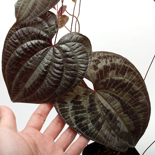 Dioscorea dodecaneura [ ǥ쥢ɥǥͥ ] PN210704-06 