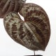 Dioscorea dodecaneura [ ǥ쥢ɥǥͥ ] PN210704-06 