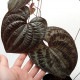 Dioscorea dodecaneura [ ǥ쥢ɥǥͥ ] PN210704-06 