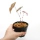 Dioscorea dodecaneura [ ǥ쥢ɥǥͥ ] PN210704-06 