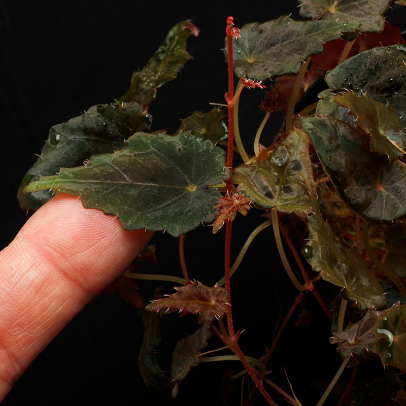 Begonia segregata (Gobenia section)[ ٥˥쥬 ]1ݥå