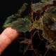 Begonia segregata (Gobenia section)[ ٥˥쥬 ]1ݥå