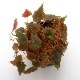 Begonia segregata (Gobenia section)[ ٥˥쥬 ]1ݥå