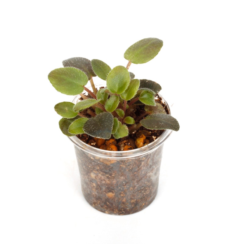 Saintopaulia ' Hot Pink Bells ' (Miniature trailer