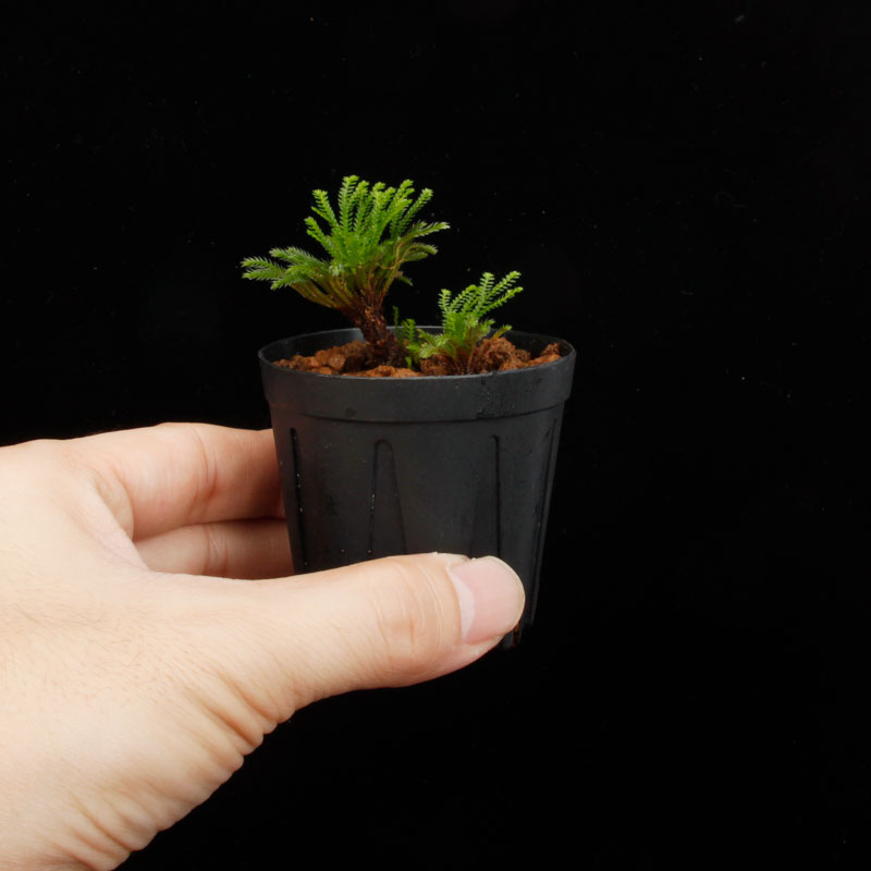 Selaginella pulvinata[ 饸ͥ顦ץӥʡ ] PN250626-06 