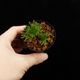 Selaginella pulvinata[ 饸ͥ顦ץӥʡ ] PN250626-06 