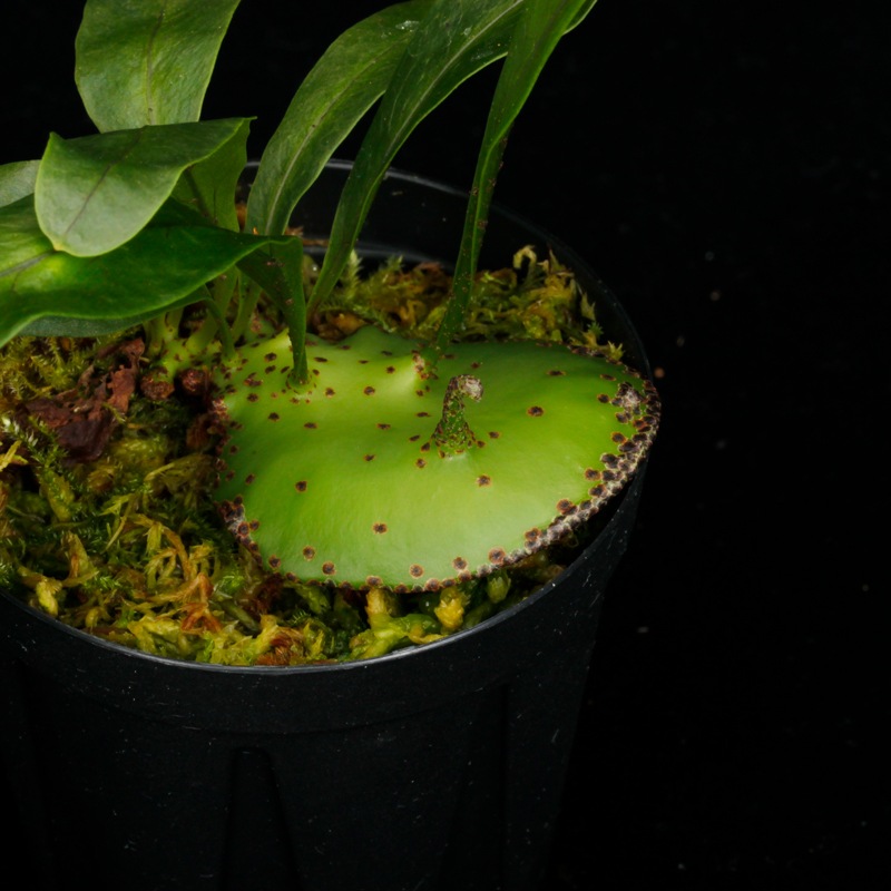 Lecanopteris mirabilis��[ �쥫�Υץƥꥹ���ߥ�ӥꥹ ]���� PN251201-02 ��