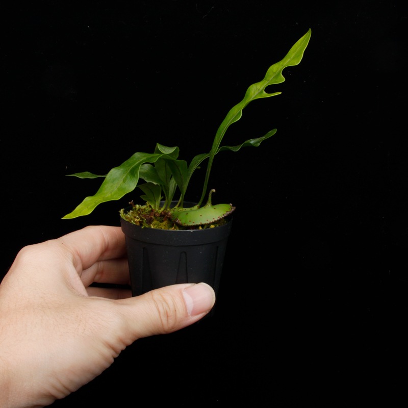 Lecanopteris mirabilis��[ �쥫�Υץƥꥹ���ߥ�ӥꥹ ]���� PN251201-02 ��