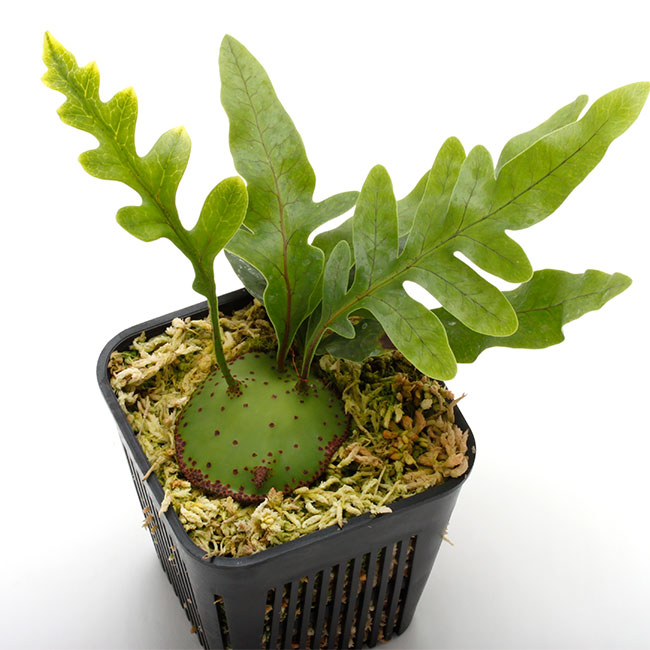 Lecanopteris mirabilis [ レカノプテリス・ミラビリス / 胞子