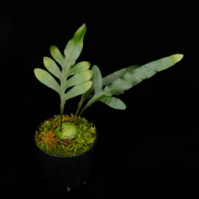 Lecanopteris mirabilis��[ �쥫�Υץƥꥹ���ߥ�ӥꥹ ]���� PN260618-03 ��