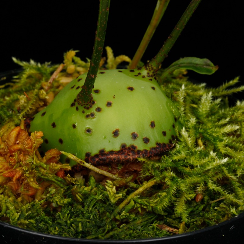 Lecanopteris mirabilis��[ �쥫�Υץƥꥹ���ߥ�ӥꥹ ]���� PN260618-03 ��
