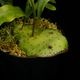 Lecanopteris mirabilis��[ �쥫�Υץƥꥹ���ߥ�ӥꥹ ]���� PN260618-03 ��