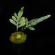 Lecanopteris mirabilis��[ �쥫�Υץƥꥹ���ߥ�ӥꥹ ]���� PN260618-03 ��