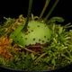 Lecanopteris mirabilis��[ �쥫�Υץƥꥹ���ߥ�ӥꥹ ]���� PN260618-03 ��