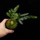Lecanopteris mirabilis��[ �쥫�Υץƥꥹ���ߥ�ӥꥹ ]���� PN260618-03 ��