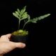 Lecanopteris mirabilis��[ �쥫�Υץƥꥹ���ߥ�ӥꥹ ]���� PN260618-03 ��