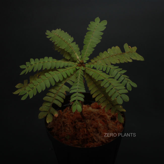 Biophytum zenkeri��[ �ӥ��ե����ࡦ���󥱥� ]���� PN180414-01 ��