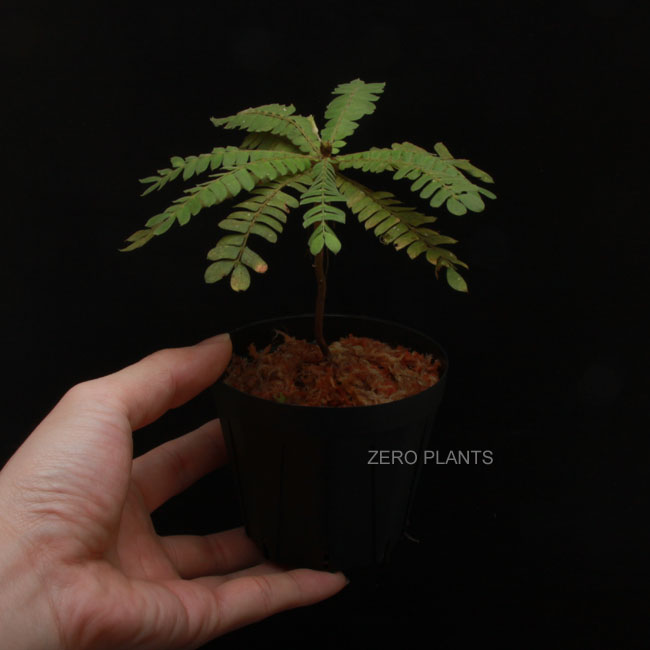 Biophytum zenkeri��[ �ӥ��ե����ࡦ���󥱥� ]���� PN180414-01 ��