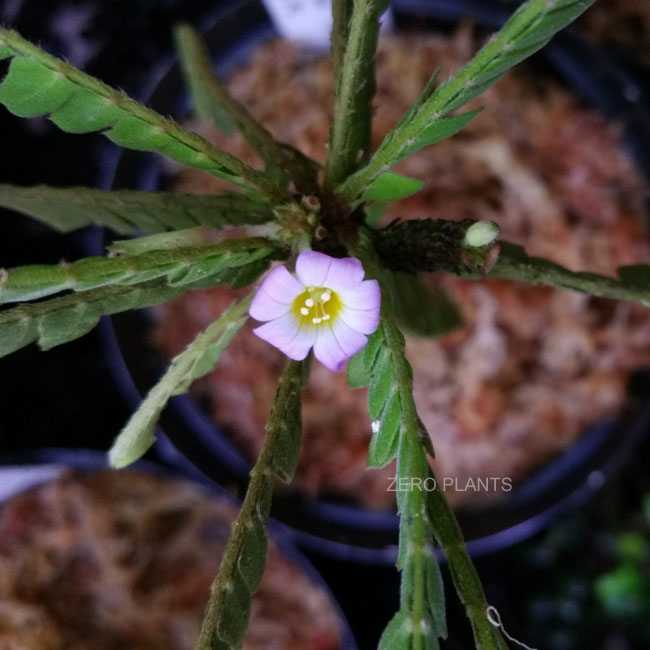 Biophytum zenkeri��[ �ӥ��ե����ࡦ���󥱥� ]���� PN180414-01 ��