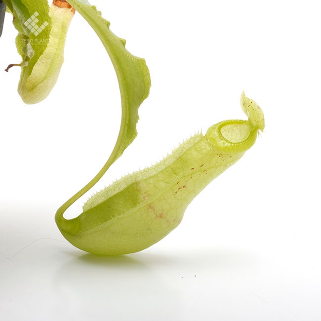 Nepenthes mirabilis var. echinostoma [ ネペンテス・ミラビリス var