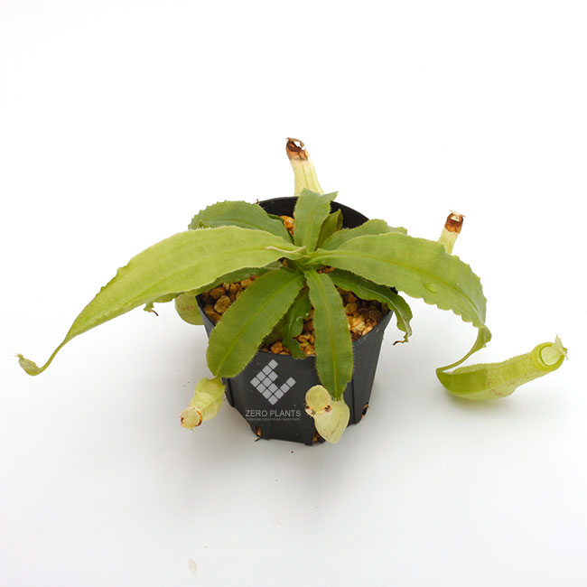 Nepenthes mirabilis var. echinostoma��[ �ͥڥ�ƥ����ߥ�ӥꥹ var. �����Υ��ȥ� ]���� Borneo Exotics / BE-3372 �ۡ� PN181130-23 ��