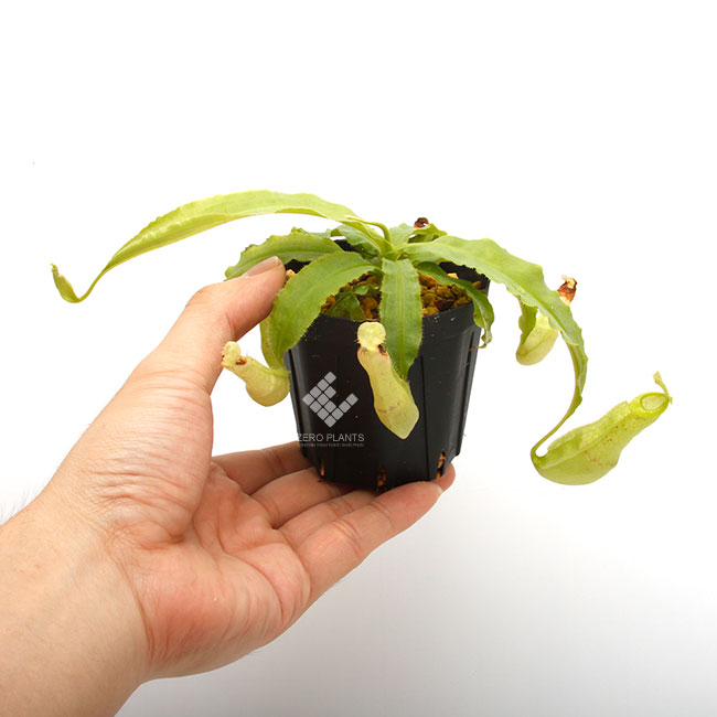Nepenthes mirabilis var. echinostoma��[ �ͥڥ�ƥ����ߥ�ӥꥹ var. �����Υ��ȥ� ]���� Borneo Exotics / BE-3372 �ۡ� PN181130-23 ��